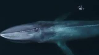 Blue whales breathing [upl. by Betthezul]