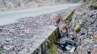 Rare footage Asian golden cat caught on video for first time in China [upl. by Blum]