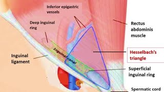 HESSELBACH TRIANGLE  MEDIAL INGUINAL FOSSA  INGUINAL TRIANGLE GROSS ANATOMY [upl. by Belmonte]