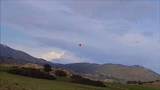 Turdus ThrushZorzales Hunting in Cyprus  Kıbrıs ta Cikla Avı 20182 [upl. by Onavlis]