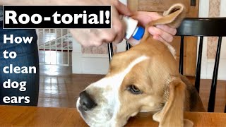 How to Clean Dog Ears with Roger the Beagle [upl. by Barby938]