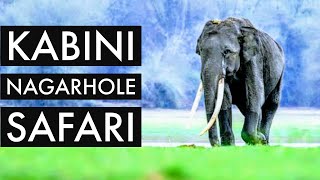 Safari in Kabini Nagarhole  safari timings booking  travelogue with English subtitles [upl. by Purcell]