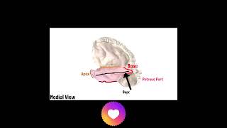 Temporal Bone Anatomy  Cranial Osteology 10 doctor neetpg mbbs neetug osteology anatomy [upl. by Kast]