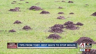 Tips from Toby Best ways to stop moles [upl. by Enelez]