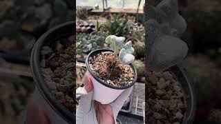 Furry Succulent succulent [upl. by Shelby]