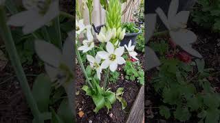 Star of Bethlehem Flower hillsongworship gardening ornithogalum [upl. by Allets]