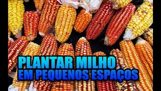 COMO PLANTAR MILHO EM PEQUENOS ESPAÇOS  Horta e permacultura urbana [upl. by Sitruk]