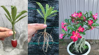 I was surprised to propagate Plumeria this way [upl. by Newmark592]