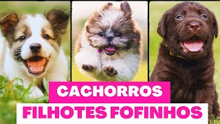 FILHOTES DE CACHORRO  TOP VÍDEOS de pura fofura [upl. by Naggem]