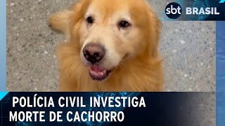 Polícia vai investigar morte de cachorro embarcado em voo errado da Gol  SBT Brasil 240424 [upl. by Aknayirp]