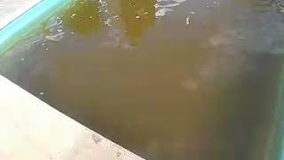 Peróxido de hidrogênio piscina limpa em 5 minutos [upl. by Aryamo]