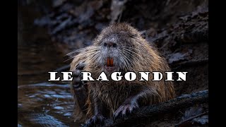 Le ragondin [upl. by Fremont]