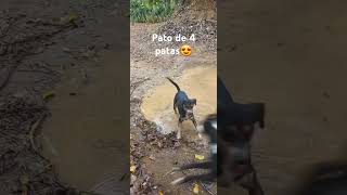 Patinho de 4 patas vidanaroça vemprositio coisasdositio cachorro sitiodozero fazenda [upl. by Anib]