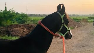 kathiyawadi horse🐎🐴 sayala Gujarat horse horselover horseriding trending viralvideo animals [upl. by Chapnick]