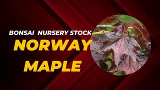 Bonsai Nursery stock Norway Maple Transformation [upl. by Treblih]