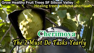 2 Must Do Tasks Yearly to Keep Cherimoya Healthy 3312024 [upl. by Anit656]