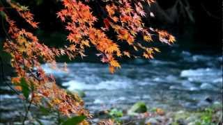 EOS 7D 山中温泉 鶴仙渓の紅葉 Kuutan 20111125wmv [upl. by Berfield]