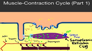 Physiology Muscle Contraction Cycle Part 1 DHP Receptor Ryanodine Receptor SERCA Pump etc [upl. by Naashom]