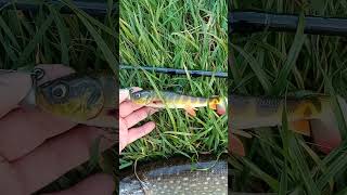 Savage Gear 3D Whitefish Shad 175cm [upl. by Eidroj]