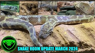 REPTILE ROOM UPDATE MARCH 2024 Pt 22 [upl. by Annehsat171]