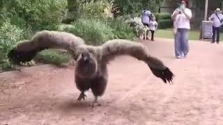 Andean Condor Vulture [upl. by Portia]