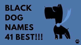 Black Dog Names  41 BEST amp CUTE IDEAS  Names [upl. by Jelene871]