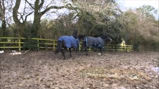 Household Cavalry horses enjoying their retirement [upl. by Durer]