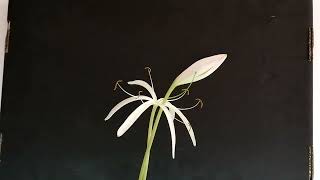 Crinum calamistratum [upl. by Itch]