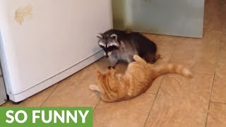 Cat and raccoon share incredibly unique friendship [upl. by Eenal]