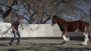 HD Clydesdales 2013 Budweiser Super Bowl Ad — Extended Version of quotBrotherhoodquot [upl. by Iznik445]