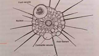 Class 49 Phylum Actinopoda [upl. by Old736]