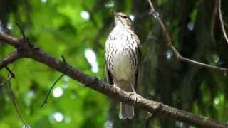 Sturz cantator  Song Thrush Turdus philomelos [upl. by Crichton]