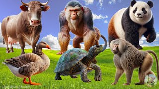 Cute Baby Monkeys Goose Cow Baboon Turtle Panda  Familiar Animal Sounds [upl. by Estes365]