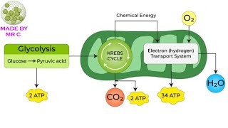 Year 9 Cellular Respiration Vodcast [upl. by Yelrah]