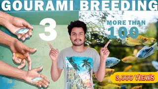 gourami breeding tamil esy way to breeding gourami  fish breeding tamil [upl. by Ayram]