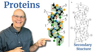 Proteins An AP Bio Crash Course [upl. by Lorn192]