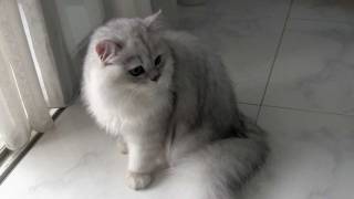 Male Silvershaded Chinchilla Persian Cat [upl. by Lindell]