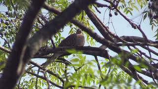 Tourterelle tigrine Spilopelia suratensis Western Spotted Dove [upl. by Llehcsreh]