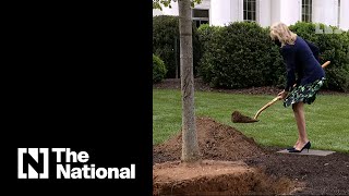 US first lady plants tree for Arbor Day [upl. by Kcirdet]