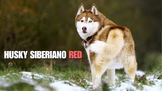 Husky Siberiano de manto Red [upl. by Avik]