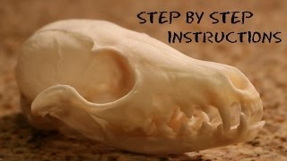 How To Clean A skull The Easy Way  Step By Step Instructions  European Fox Mount [upl. by Jamison478]