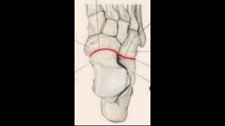 trick to remember tarsal bones [upl. by Monk]