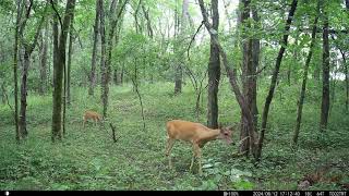 Fawns Deer amp Raccoons NE Location Iowa Trail Cam 8102024 to 8172024 trailcam deer iowa [upl. by Atinahc516]