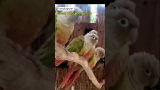 Green Cheeked Conure  Sun Conure  Green Cheeked Conure Parrot  TariqExplorer [upl. by Ali]