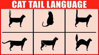 How to Read Your Cats Tail Language [upl. by Otxilac449]