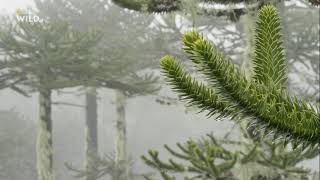 Araucaria araucana Nat Geo WILD [upl. by Negem]