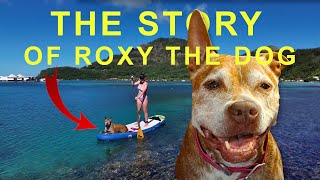 The Story of Roxy the Sailing Dog  A dog living on a sailboat for 5 years Ep 169 [upl. by Assirec451]