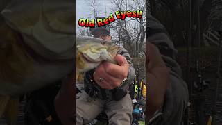 Old Red Eyes  Smallmouth Bass [upl. by Cheke]