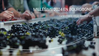 Millésime 2024 en Bourgogne  rare mais savoureux Vintage 2024 in Bourgogne Scarce yet Flavourful [upl. by Letitia]