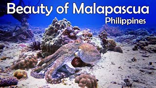 Exploring Malapascuas Underwater Wonders A Scuba Divers Paradise in the Phillipines [upl. by Tuhn]